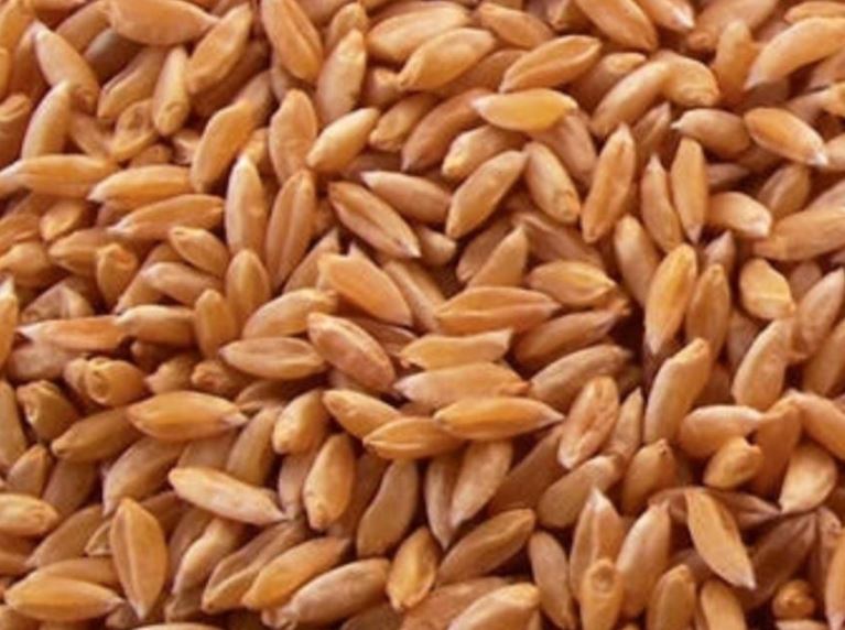 GHAU MOTI SHARBATI 30 kg